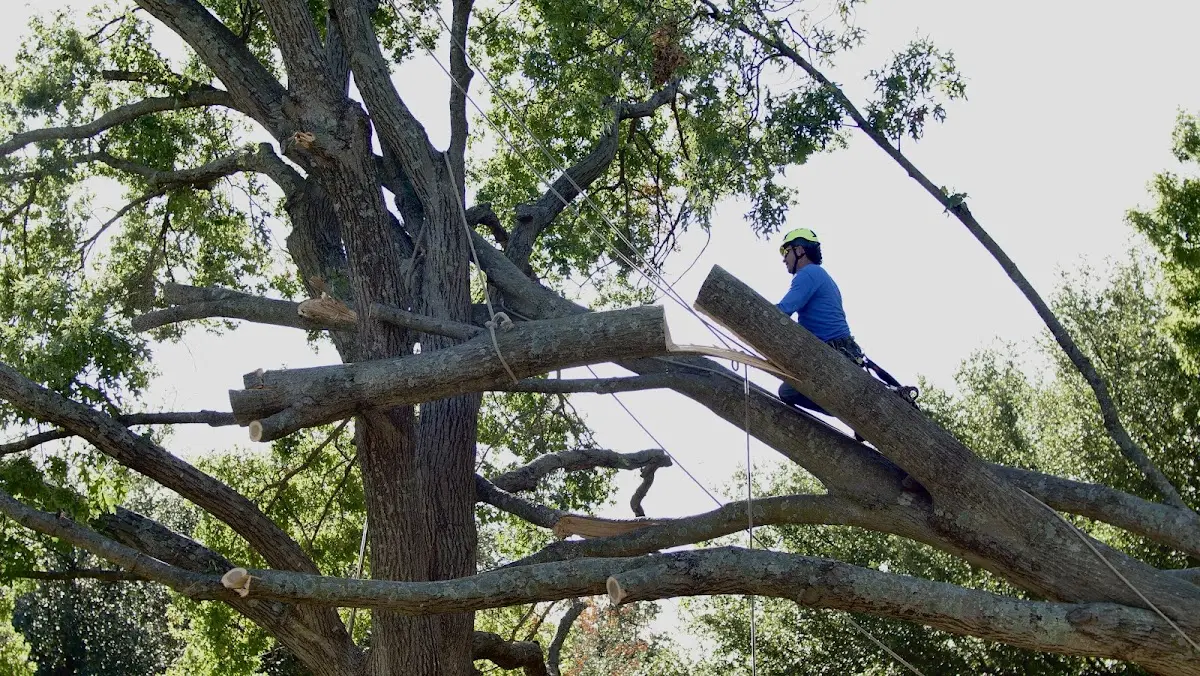 Professional Crown Thinning performed by certified arborists in Fairlee